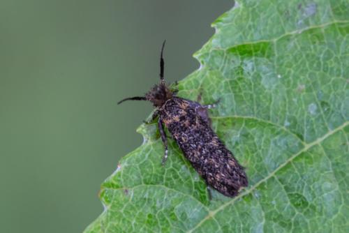 Ochsenheimeria taurella